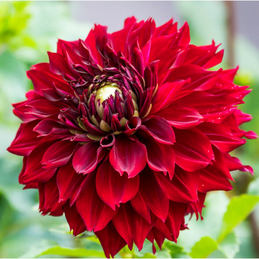 Dahlia Mingus Alex