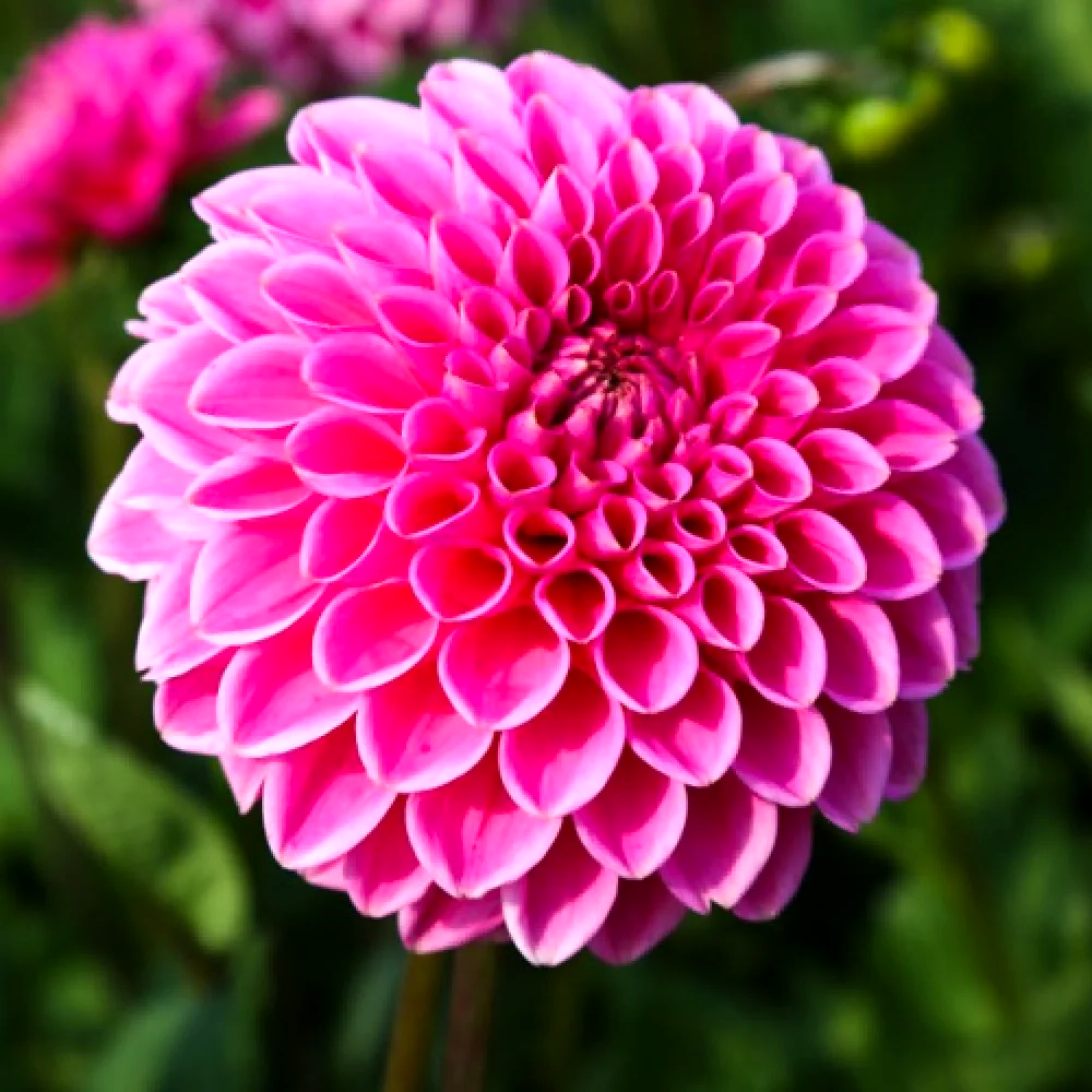 Dahlia Sandra
