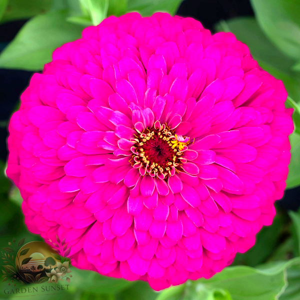 Zinnia Uproar Rose