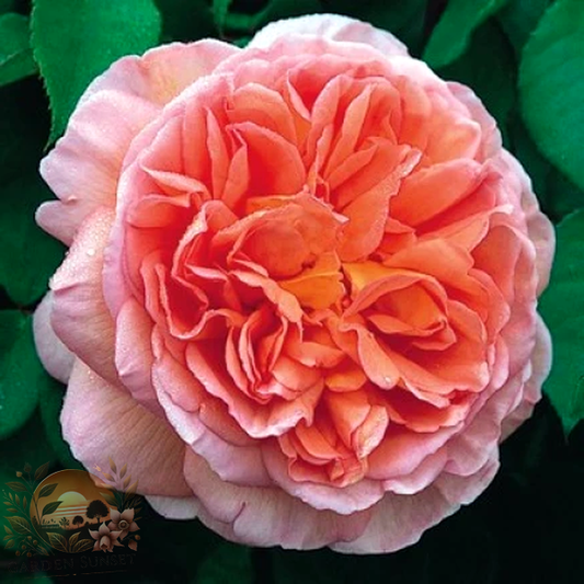 Rose Abraham Darby