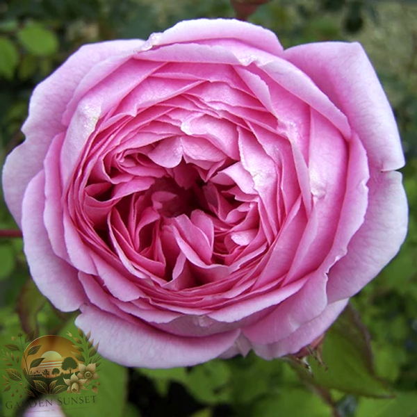 Rose Alan Titchmarsh