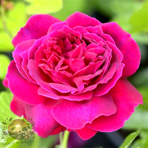 Rose Alfred Colomb