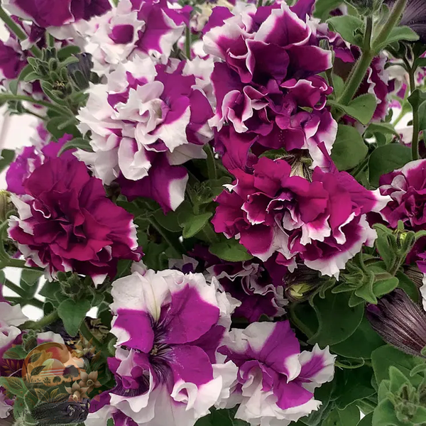 Petunia Allegra Picotee Velvet