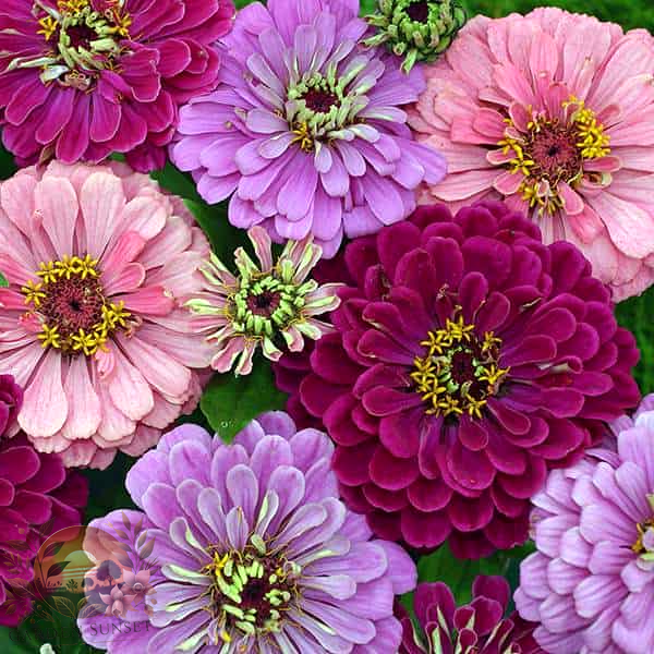 Zinnia Art Deco