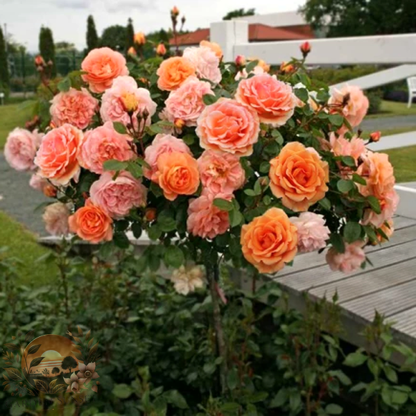 Rose Ashram