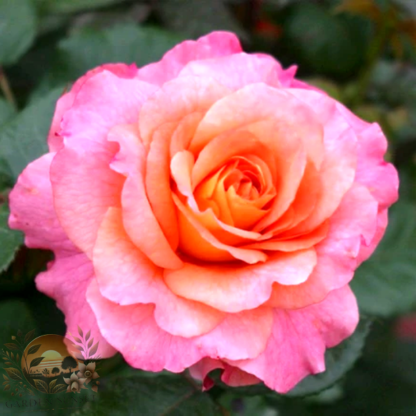 Rose Augusta Luise