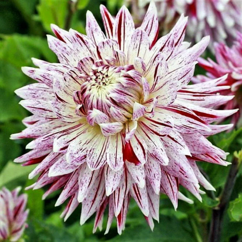 Dahlia Avignon