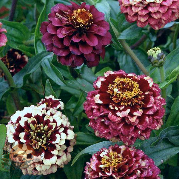 Zinnia Aztec Burgundy Bicolour