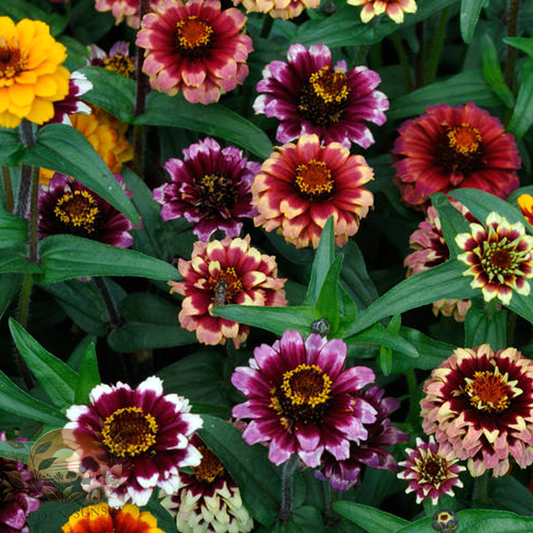 Zinnia Aztec Sunset