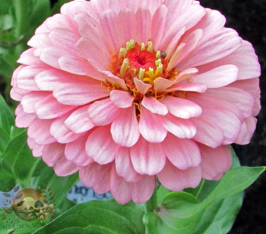 Zinnia Benary's Giant Bright Pink