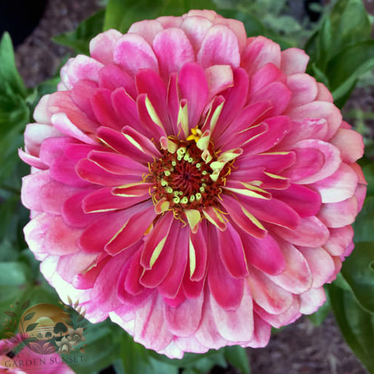 Zinnia Benary's Giant Carmine Rose