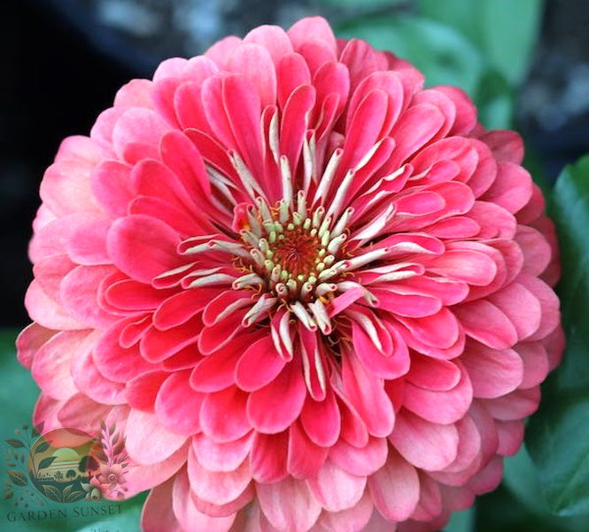 Zinnia Benary's Giant Coral