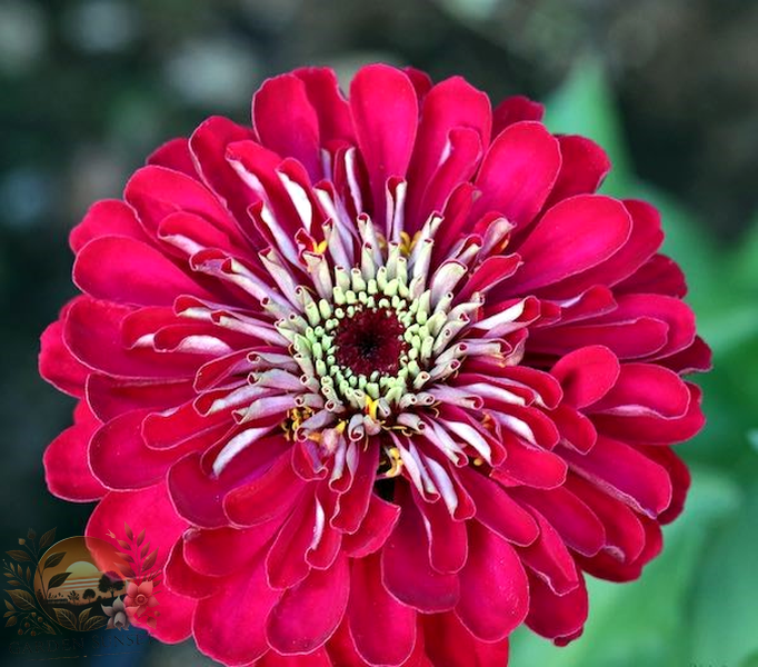 Zinnia Benary's Giant Deep Red