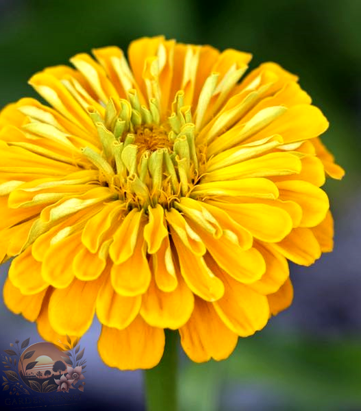 Zinnia Benary's Giant Golden Yellow