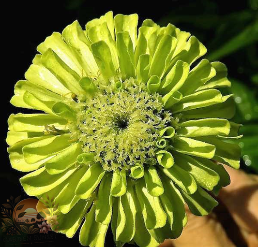 Zinnia Benary's Giant Lime