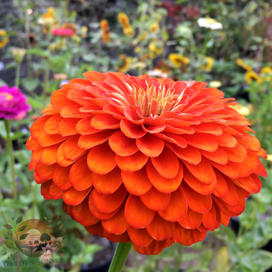 Zinnia Benary's Giant Orange