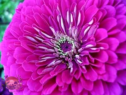 Zinnia Benary's Giant Purple