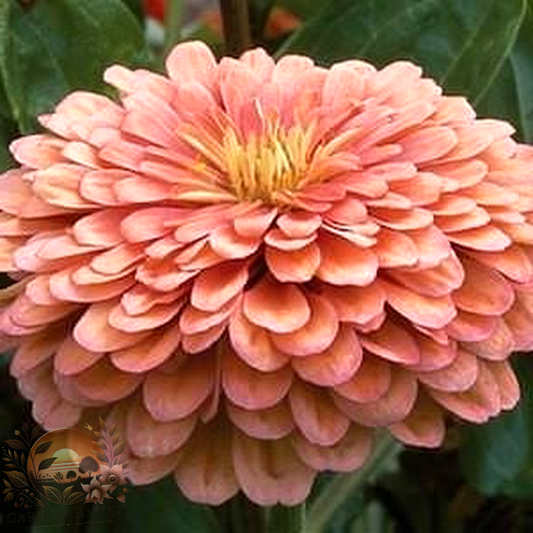 Zinnia Benary's Giant Salmon Rose