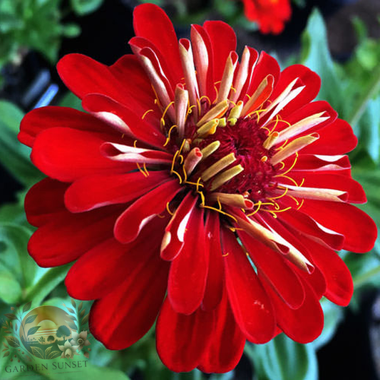 Zinnia Benary's Giant Scarlet