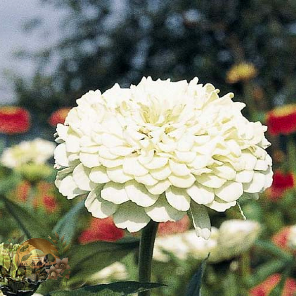 Zinnia Benary's Giant White