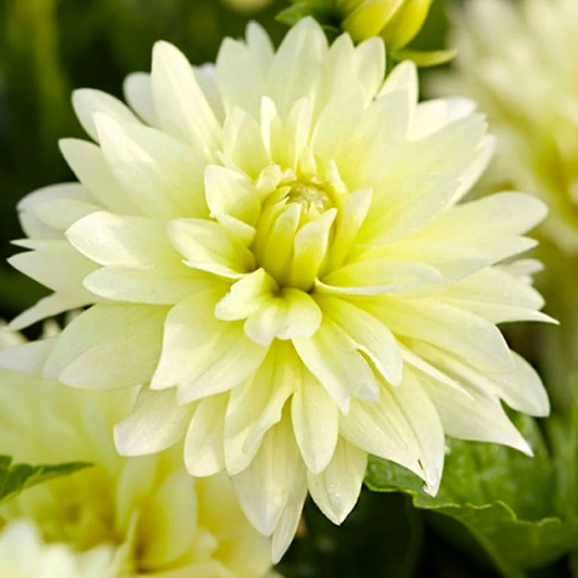 Dahlia Berliner Lemon