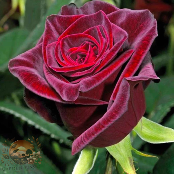 Rose Black Baccara