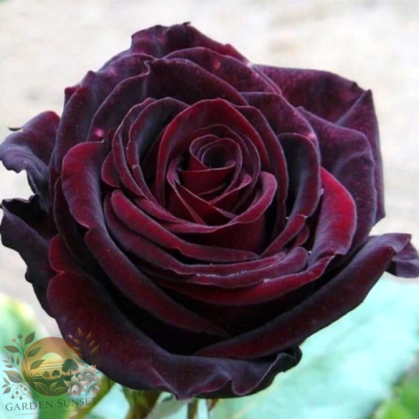 Rose Black Baron