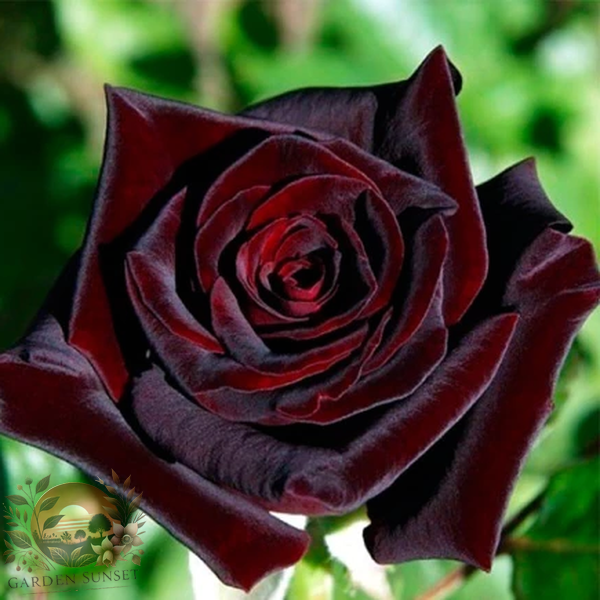 Rose Black Queen