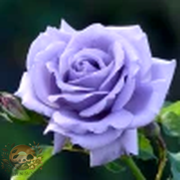 Rose Blue Nile