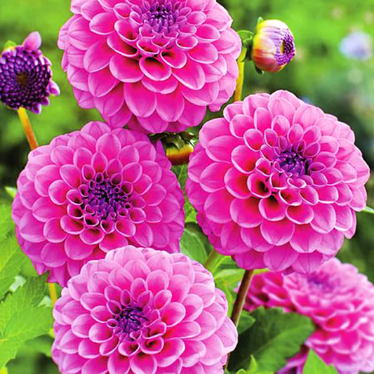 Dahlia Boy Scout