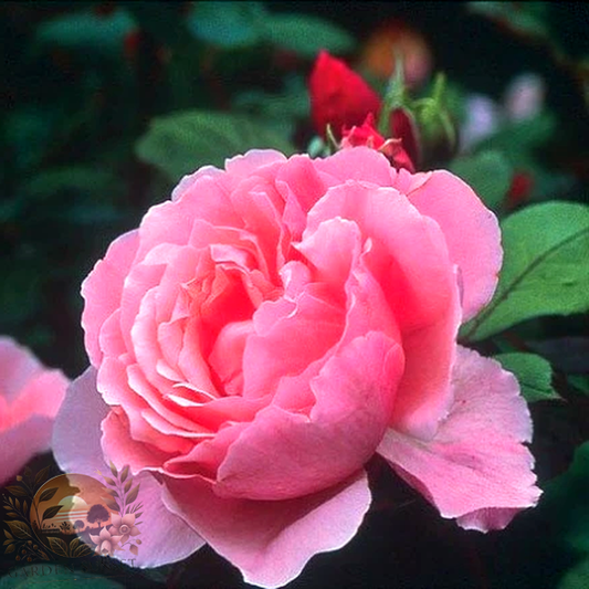 Rose Brother Cadfael