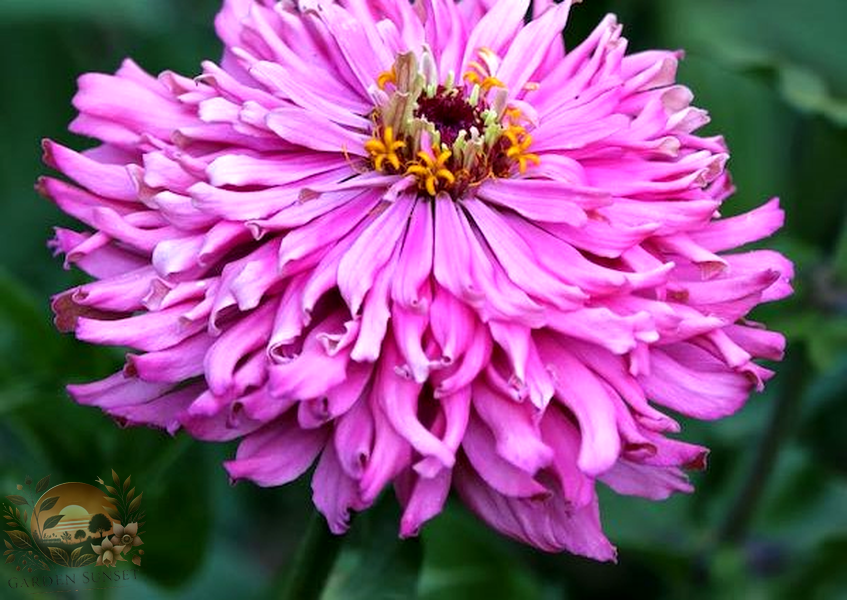 Zinnia Burpeeana Giants Mix