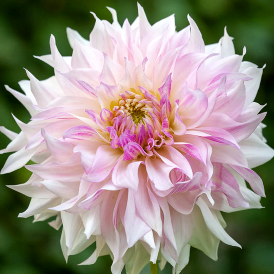 Dahlia Cafe au Lait Twist