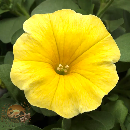 Petunia Caliburst™ Yellow Petchoa