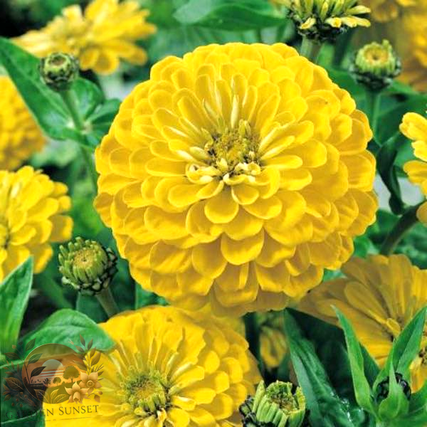 Zinnia Canary Bird