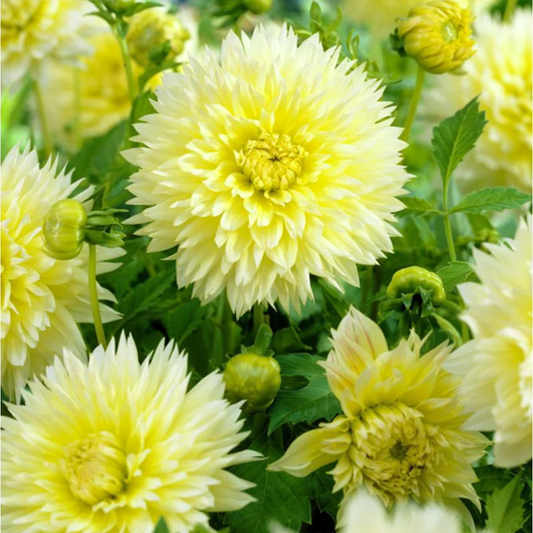 Dahlia Canary Fubuki