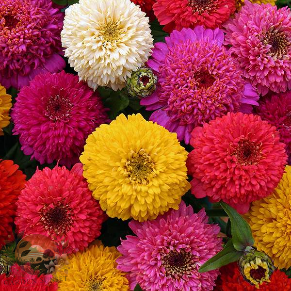 Zinnia Candy Mix