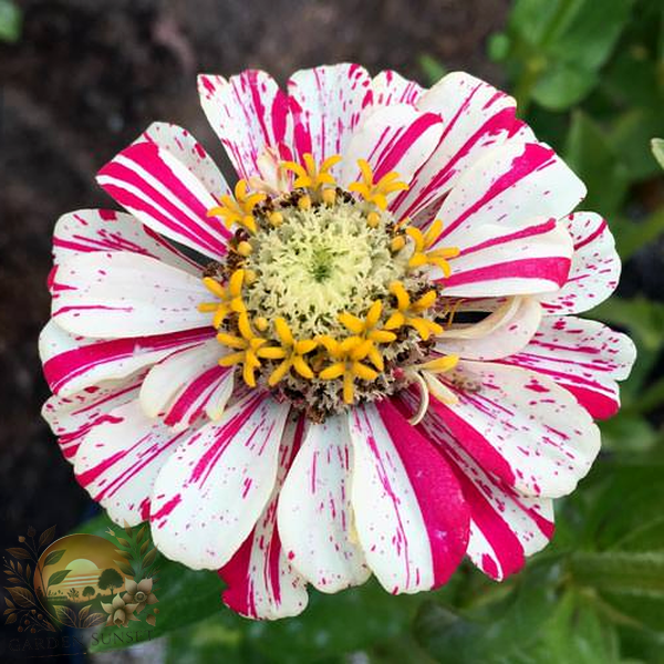 Zinnia Candy Stripe Mix