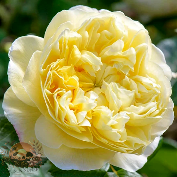 Rose Charles Darwin