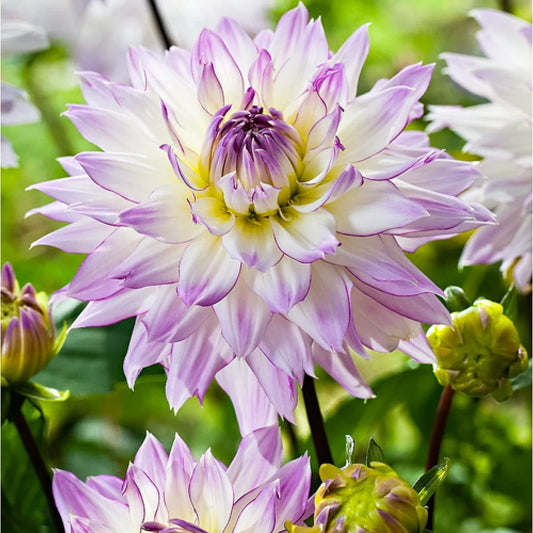 Dahlia Crazy Love