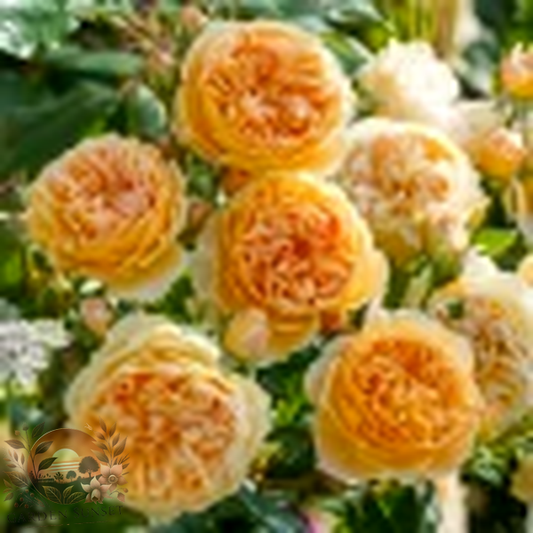 Rose Crown Princess Margareta