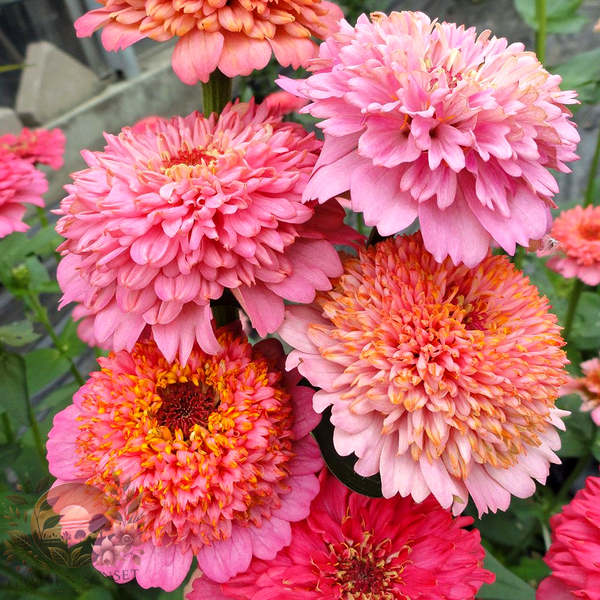 Zinnia Cup­cakes Pink