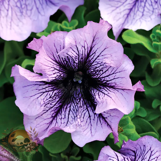 Petunia Daddy® Blue Petunia