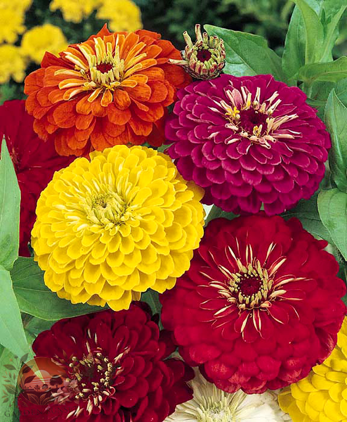 Zinnia Dahlia Flower­ed Formula Mix