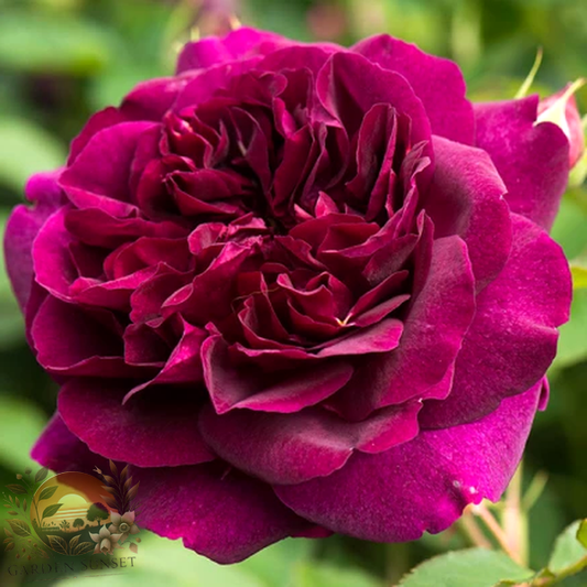 Rose Darcey Bussell