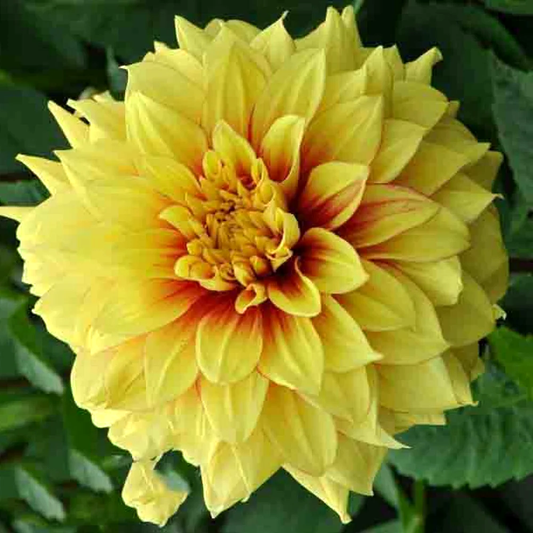 Dahlia Dazzling Sun