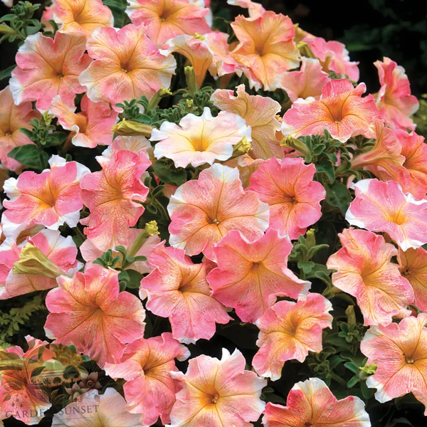 Petunia Dolcissima Flambe