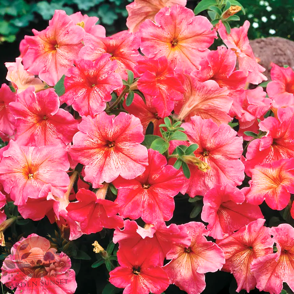 Petunia Dolcissima Fragolino