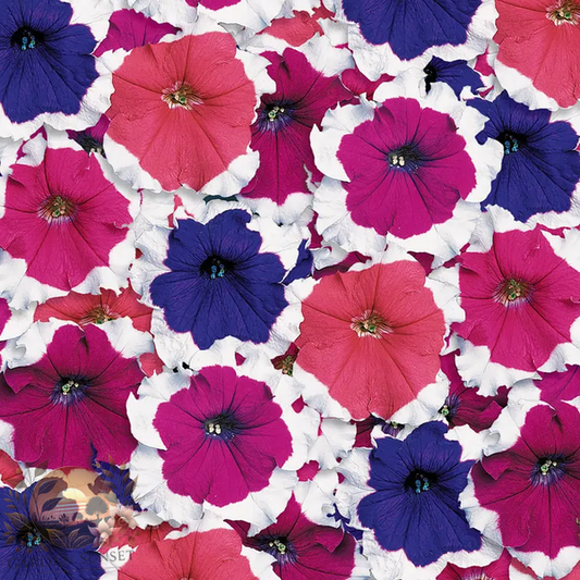 Petunia Donna Picotee Mix