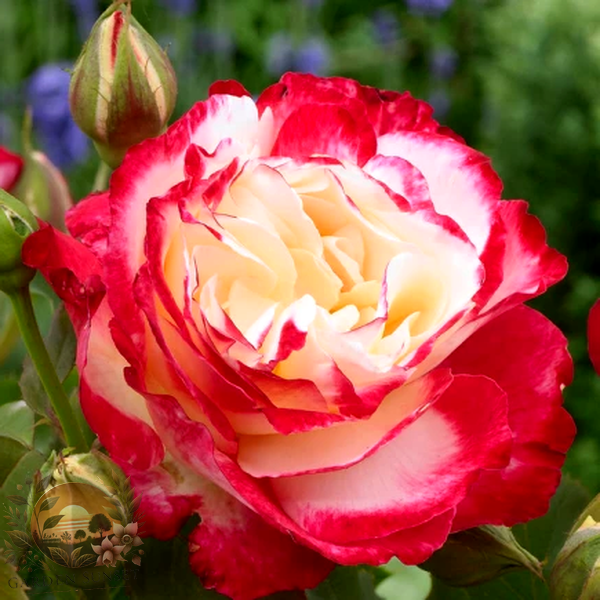 Rose Double Delight